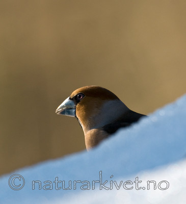 BB 09 0201 / Coccothraustes coccothraustes / Kjernebiter